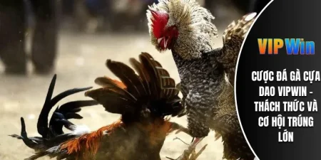 Cược Đá Gà Cựa Dao VIPWIN - Thách Thức Và Cơ Hội Trúng Lớn 4 Đá gà cựa dao