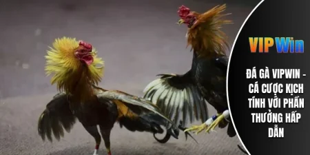 Đá Gà VIPWIN - Cá Cược Kịch Tính Với Phần Thưởng Hấp Dẫn 5 ĐÁ GÀ VIPWIN